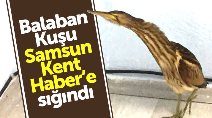 Balaban Kuşu SamsunKentHaber'e sığındı