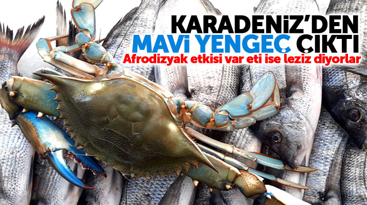 Karadeniz'de balıkçılar palamut avına çıktı Mavi Yengeç yakaladı