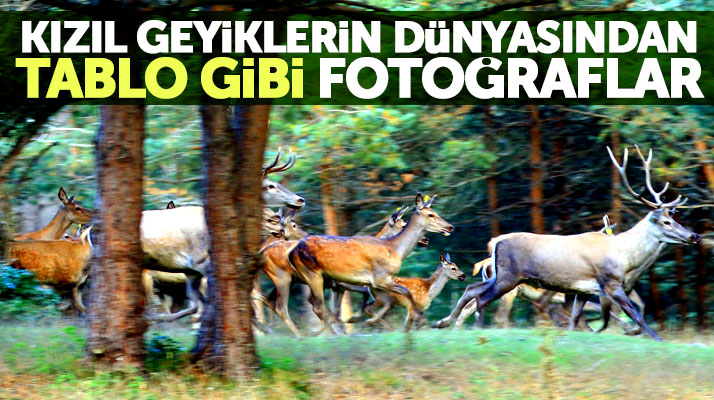 Samsun'da Kızıl Geyiklerin dünyasından tablo gibi fotoğraflar