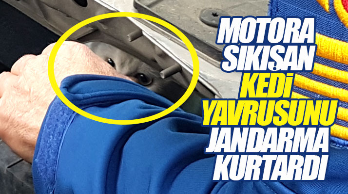 Samsun'da polis aracının motor kısmına sıkışan kedi yavrusu kurtarıldı