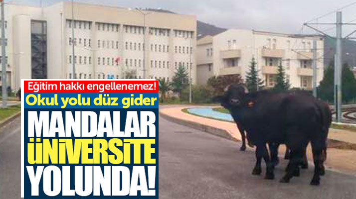Samsun Ondokuz Mayıs Üniversitesi yerleşkesini mandalar bastı
