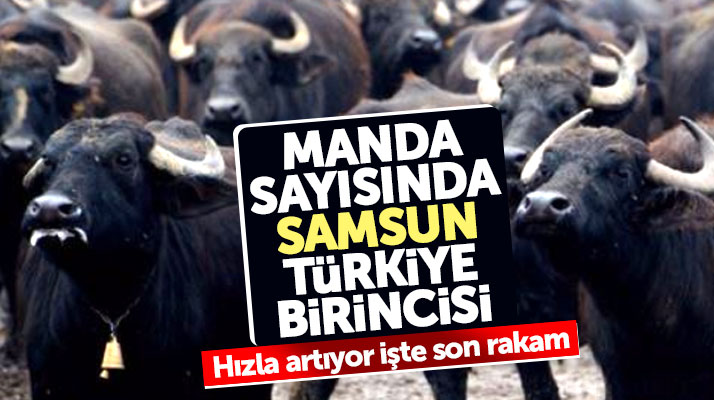 Samsun'un manda sayısında Türkiye birincisi olduğu açıklandı