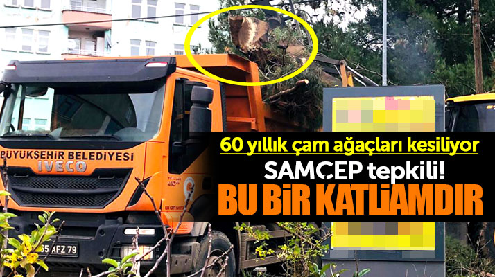 Samsun'da 60 yıllık çam ağaçlarının kesilmesine SAMÇEP tepki gösterdi