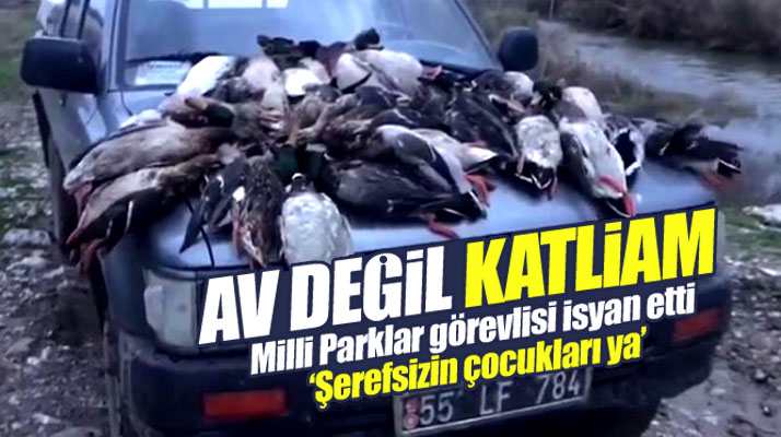 Samsun'da avcılar ördek katliamı yaptı