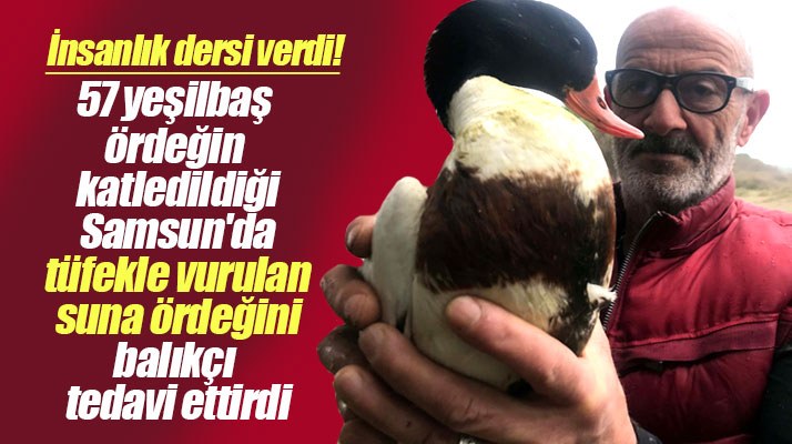 Samsun Çarşamba'da bir balıkçı tüfekle vurulan suna ördeğini tedavi ettirdi