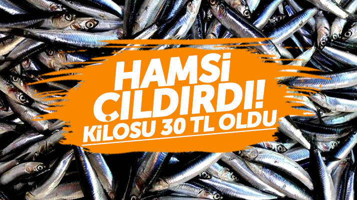 Samsun'da hamsinin kilosu 30 TL oldu balıkçılarda, vatandaşta şaşkın