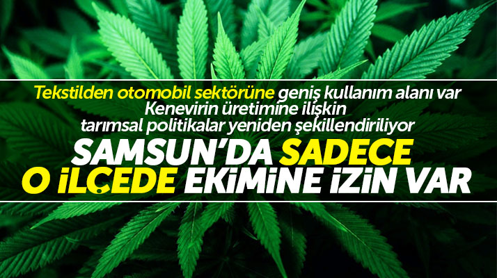 Samsun'da kenevir ekim izni sadece o ilçede var
