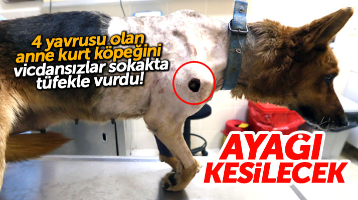 Sokakta tüfekle vurulan ve 4 yavrusu olan anne kurt köpeğinin bacağı kesilecek