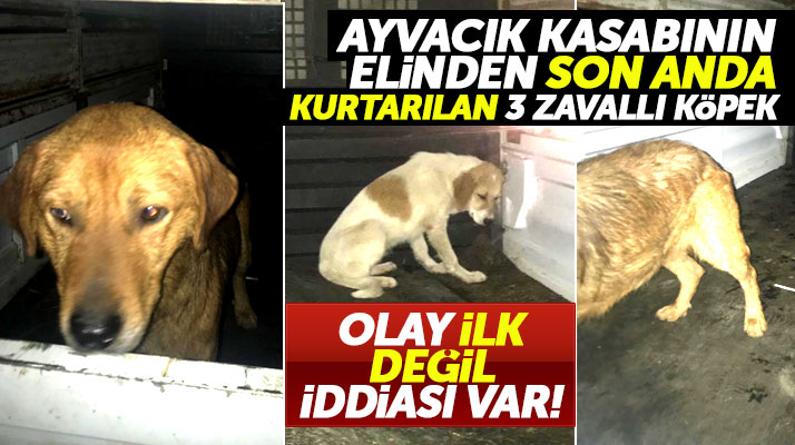 Samsun Ayvacık'ta sokak köpeklerinin zehirlenerek katledilmesi olayı ilk değil iddiası!