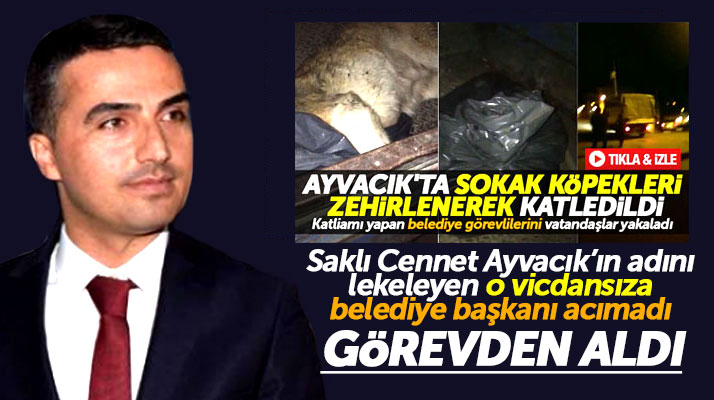 Samsun Ayvacık'ta köpekleri zehirleyen o belediye veterineri görevden alındı