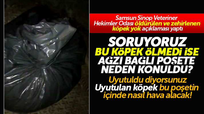Samsun Ayvacık'ta köpekler öldürülmedi ise, ağzı bağlı poşet içerisine neden konuldu