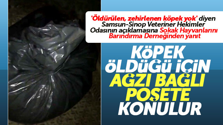 Samsun Ayvacık'ta sokak köpekleri öldürüldüğü için ağzı bağlı poşete konuldu açıklaması
