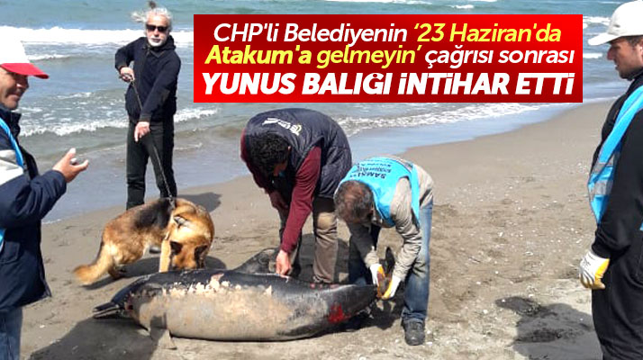 Samsun'un Atakum ilçesi sahilinde karaya vurmuş bir yunus balığı ölüsü bulundu