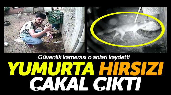 Samsun'da kaz yumurtalarını çalan çakalı güvenlik kamerası görüntüledi