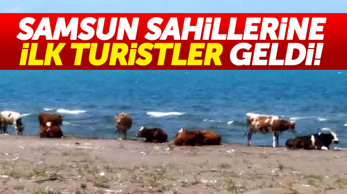 Samsun'un Atakum ilçesi sahilinde inekler sahil ve güneşin keyfini çıkarttı