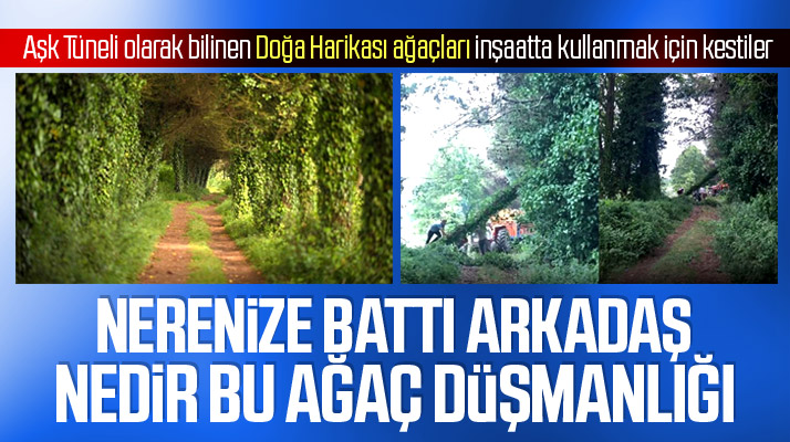 Samsun Terme'de Aşk Tüneli olarak bilinen doğa harikası ağaçları kestiler!