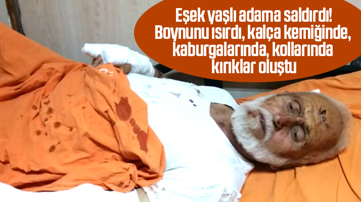 Samsun'un Yakakent ilçesinde eşek yaşlı adama saldırıp hastanelik etti