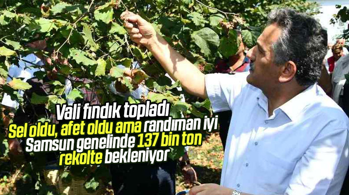 Samsun Vali Kaymak fındık topladı! Samsun'da 137 bin ton fındık rekoltesi bekleniyor