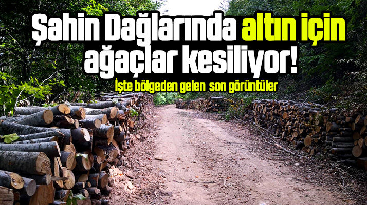 Samsun'da altın aramak için Şahin Dağlarında kesilen ağaçların görüntüsü