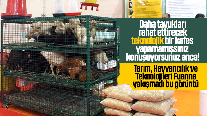 Samsun Tarım Fuarında kafese doldurulan tavukların balık istifi sergilenmesi tepki çekti