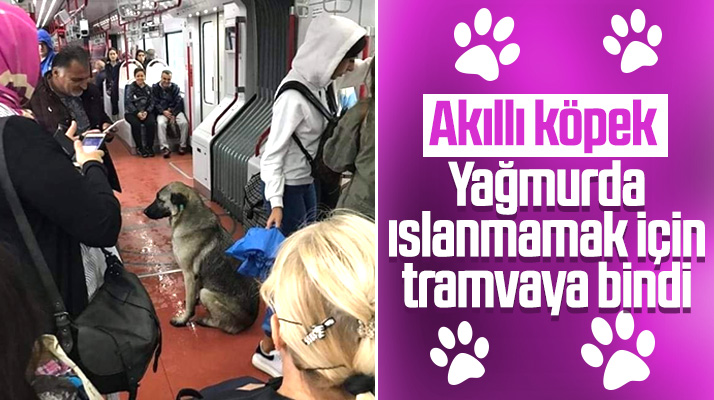 Samsun'da tebessüm ettiren an! Sokak köpeği yağmurdan korunmak için tramvaya bindi