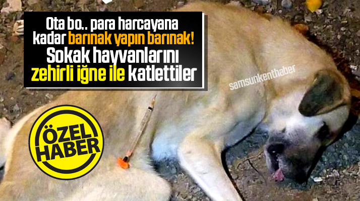 Samsun'un Vezirköprü ilçesinde sokak köpekleri zehirli iğne ile katledildi