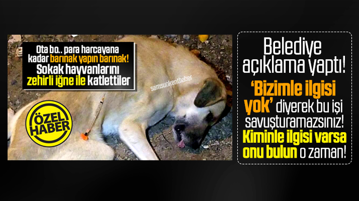 Vezirköprü Belediyesi zehirli iğne ile öldürülen sokak köpekleri ile ilgili açıklama yaptı