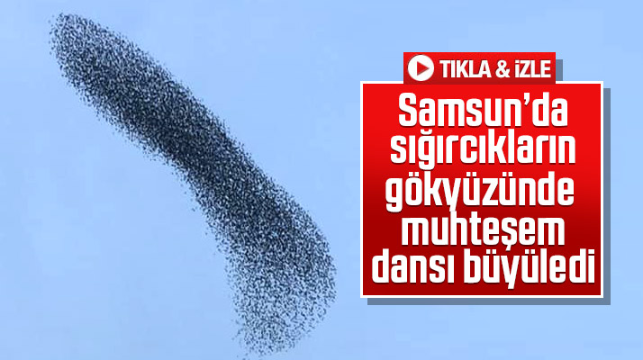 Samsun'da sığırcıkların gökyüzündeki dansı görenleri büyüledi