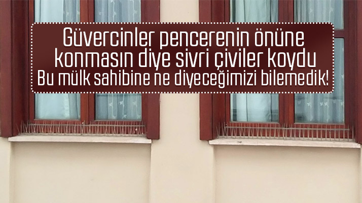 Samsun'da güvercinler konmasın diye pencere önüne çivi konulan bina