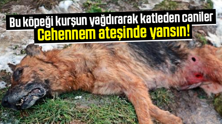 Samsun'un Canik ilçesi Yılanlıdere mevkisinde sokak köpekleri silahla katledildi