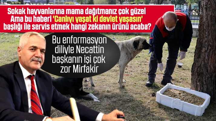 İlkadım Belediyesinin sokak köpeklerine mama haberinde şaşırtan ifade