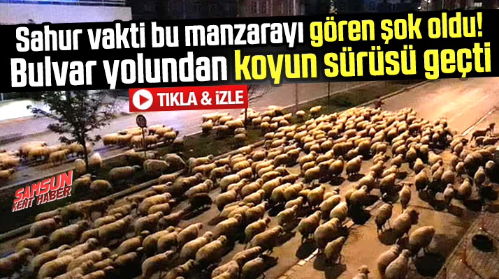 Samsun'un Atakum ilçesinde bulvar yolundan sahur vakti koyun sürüsü geçti