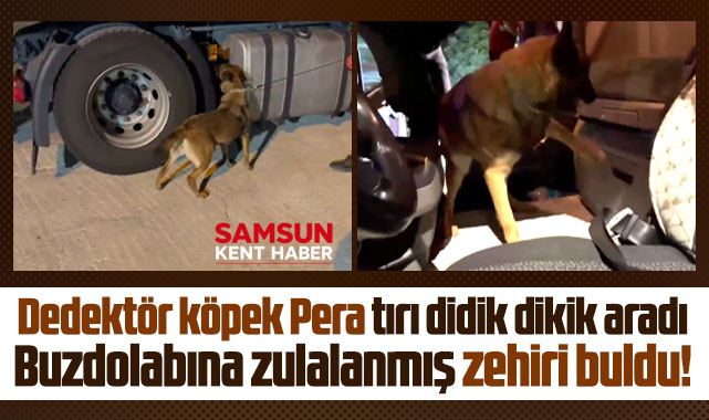 Samsun'da dedektör köpek Pera zehiri tırın buzdolabında buldu
